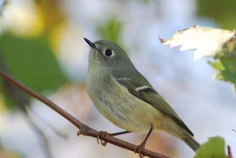 Ruby-crowned kinglet Stock Photos