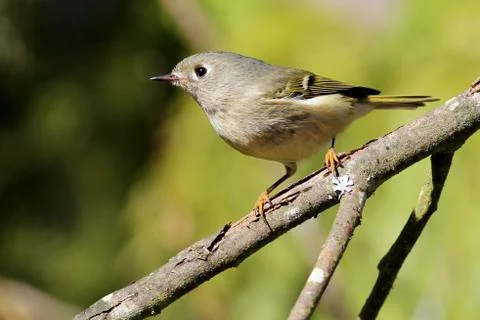 Ruby-crowned Kinglet Stock Photos