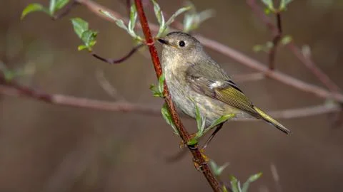 Ruby Crowned Kinglet Stockfoto's