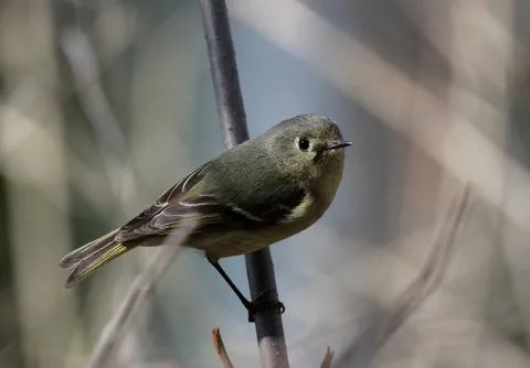Ruby-crowned Kinglet Stock Photos