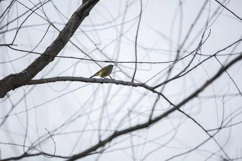 Ruby-Crowned Kinglet Stock Photos
