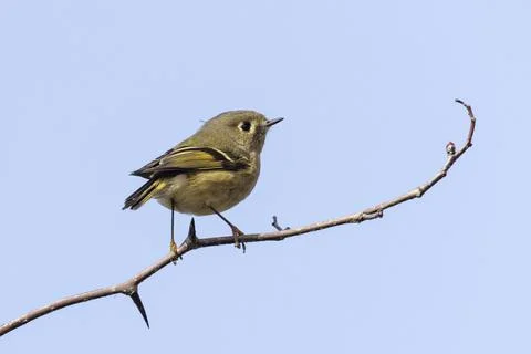 Ruby crowned kinglet Stock Photos