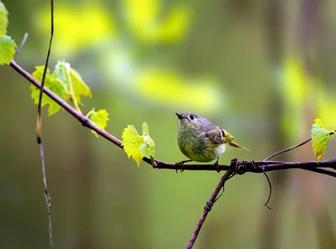 Ruby Crowned Kinglet Stock Photos