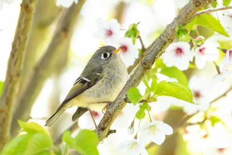 Ruby crowned Kinglet 스톡 사진