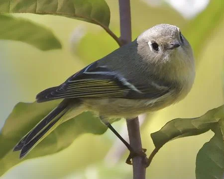 Ruby-crowned Kinglet Stock Photos