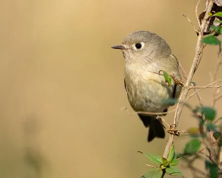 Ruby-crowned Kinglet Foto stock