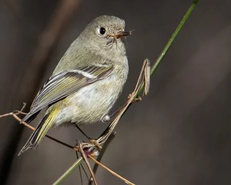 Ruby-crowned Kinglet Stock Photos