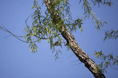 Ruby-Crowned Kinglet Stock Photos