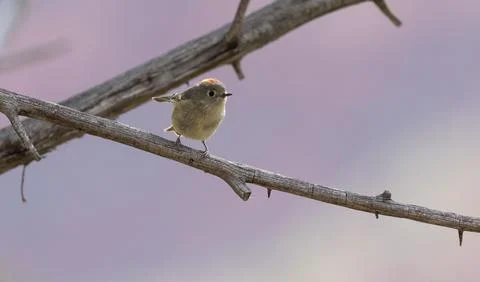 Ruby Crowned Kinglet with purple background Stock Photos