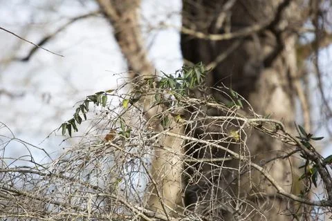 Ruby-Crowned Kinglet Taking Off Stock Photos