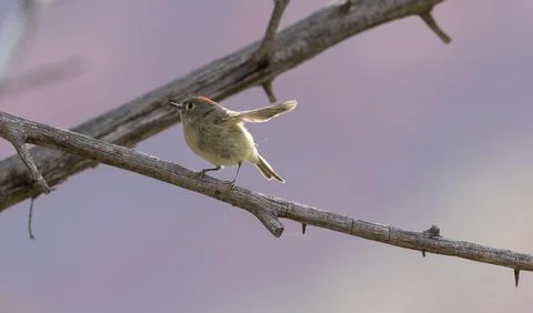 Ruby Crowned Kinglet with wings flipping upward Stock Photos