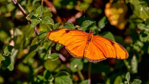 A Ruby Daggerwing butterfly sitting on a branch with the wings spread open Stock Photos