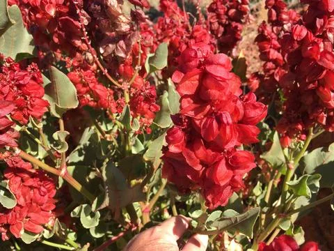 Ruby Dock Wildflower in Bloom Stock Photos