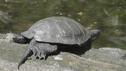 Ruby-eared beautiful turtle sits on a log in the water. Stock Footage 226404040
