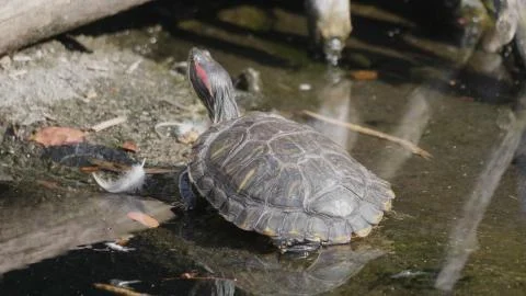 Ruby-eared beautiful turtle sits on a log in the water Foto stock