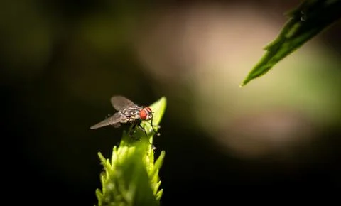 Ruby-Eyed Fly Resting on Vibrant Green Foliage Stock Photos