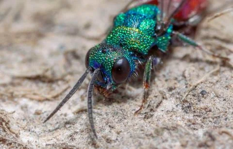 A Ruby face macro Stock Photos
