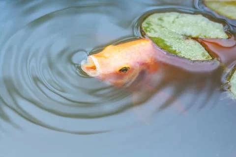 Ruby Fish Stock Photos