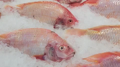 Ruby fish, tilapia in ice tray at supermarket Stock Footage 328212923