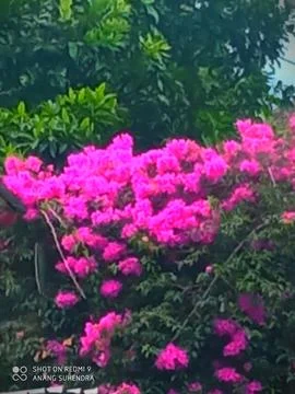 Ruby flower Stock Photos