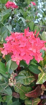 Ruby flower Foto stock