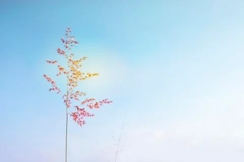 Ruby Grass Stock Photos