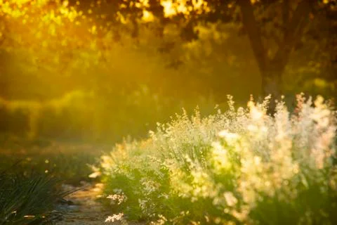 Ruby Grass Stock Photos