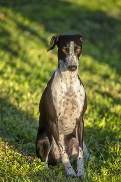 Ruby on Green Colorful Background Stock Photos