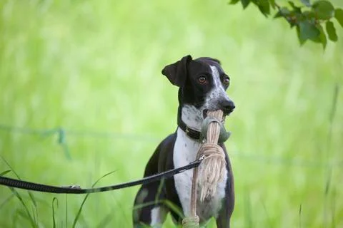 Ruby Holding  the Rope Before Her Games Stock Photos