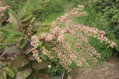Ruby longan flower on tree in farm Stock Photos