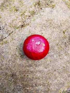 Ruby Longan or Red Longan is a rare and exotic tropical fruit prized Stock Photos