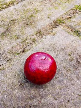 Ruby Longan, a rare and exotic variety of the traditional Longan fruit. 스톡 사진