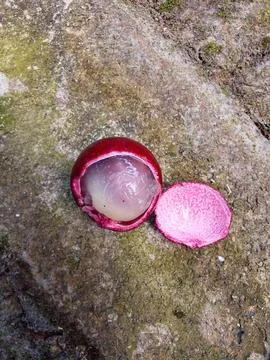Ruby Longan is a rare and exotic tropical fruit Stock Photos
