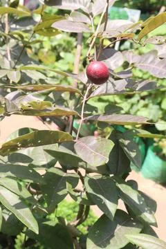 Ruby longan tree plant in farm Foto stock