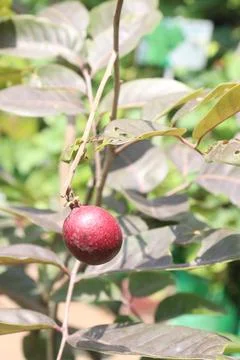 Ruby longan tree plant in farm Foto stock