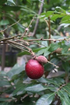 Ruby longan tree plant in farm Stock Photos