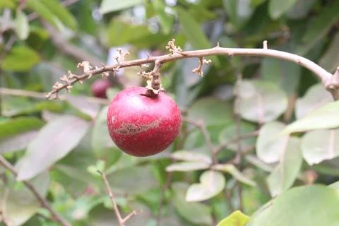 Ruby longan tree plant in farm Stock Photos