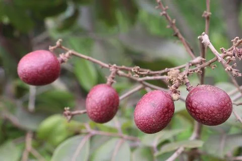 Ruby longan tree plant in farm Stock Photos