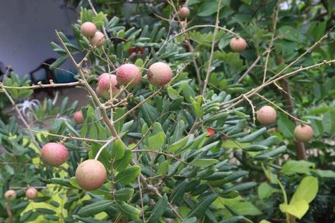 Ruby longan tree plant in farm Stock Photos