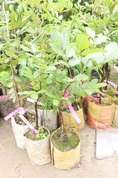 Ruby longan tree plant in farm Stock Photos