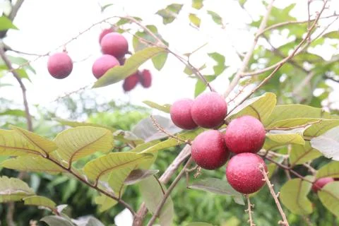 Ruby longan tree plant in farm Stock Photos