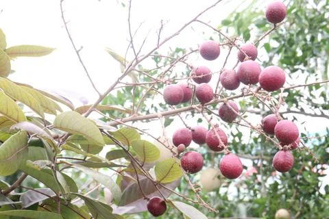 Ruby longan tree plant in farm Stock Photos