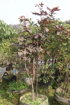 Ruby longan tree plant in farm 库存照片