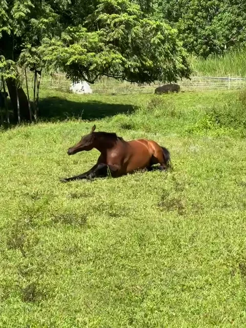 Ruby Loves a Good Bely Scratch, Big Island, Hawaii, USA - 16 Jul 2026 Stock Footage 341433895