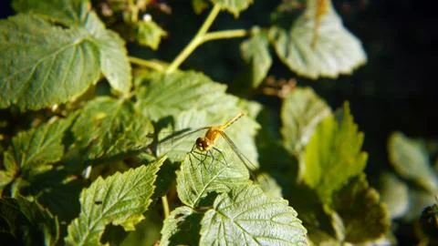 Ruby Meadow Hawk dragonfly. Stock Photos