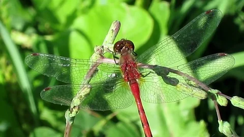 Ruby meadowhawk dragonfly perched on a green leaf in the park. Video stock 73782667