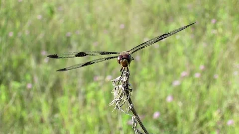 Ruby Meadowhawk dragonfly perched on a prairie grass. Video stock 73783475