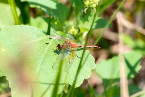 Ruby Meadowhawk Dragonfly (Sympetrum rubicundulum) Perched on a Leaf  Stock Photos