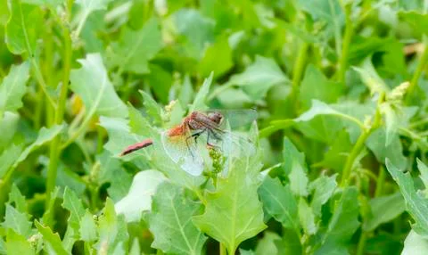 Ruby Meadowhawk Dragonfly (Sympetrum rubicundulum) Perched on a Leaf  Stock Photos