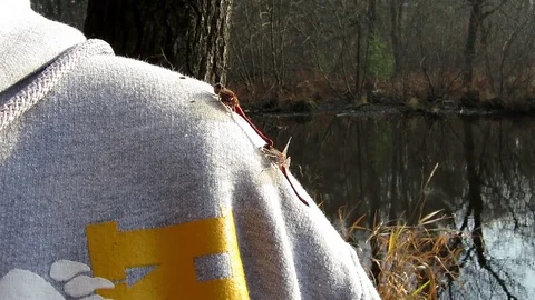 Ruby Meadowhawk perched on a sweater. Video stock 73783650